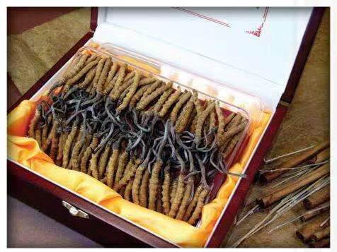 楚雄冬虫夏草回收